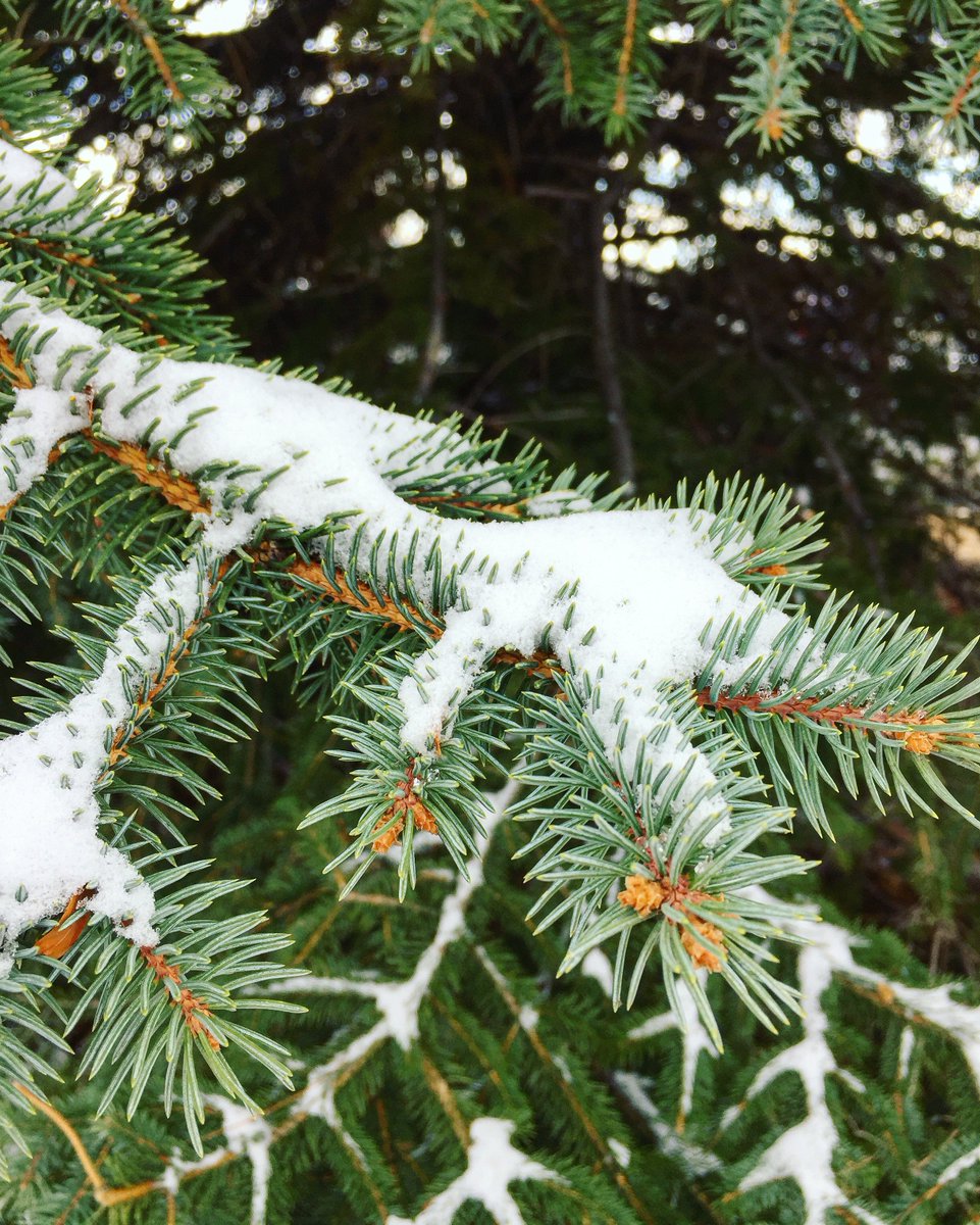 Bring us more snow for Christmas! #LetItSnow 🎄
