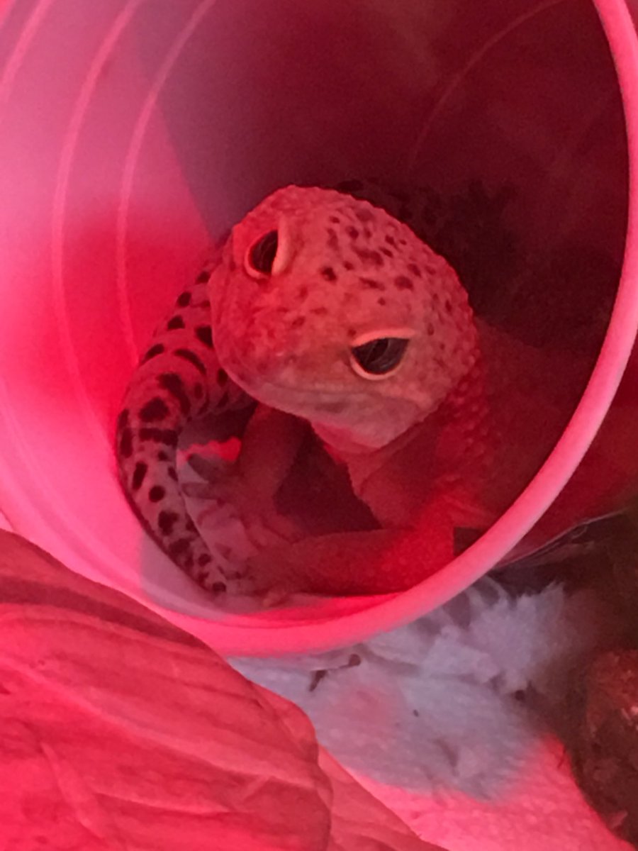 help the frogs help the frogs