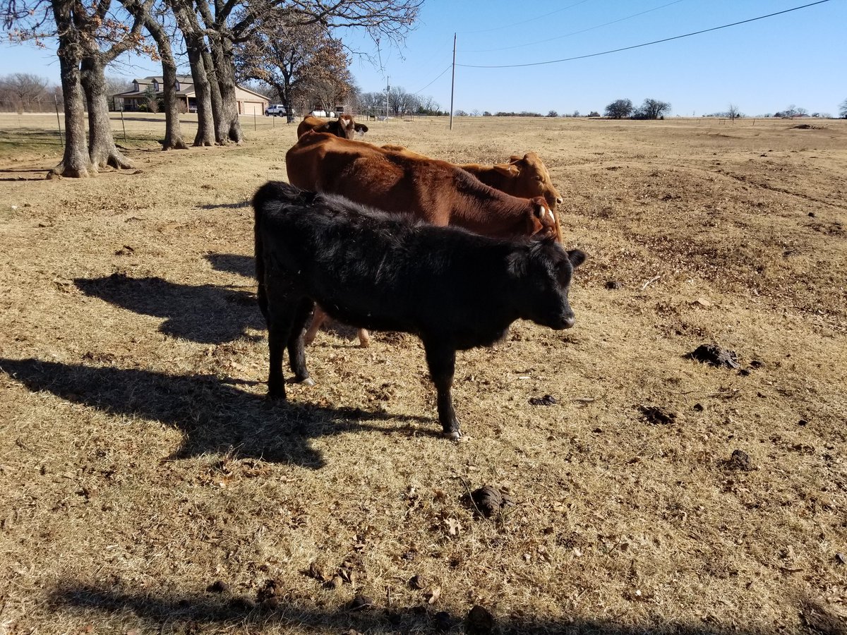 GP3FarmLLC's tweet photo. #angus #Farming #GP3FarmLLC https://t.co/N4M3wsyvY0