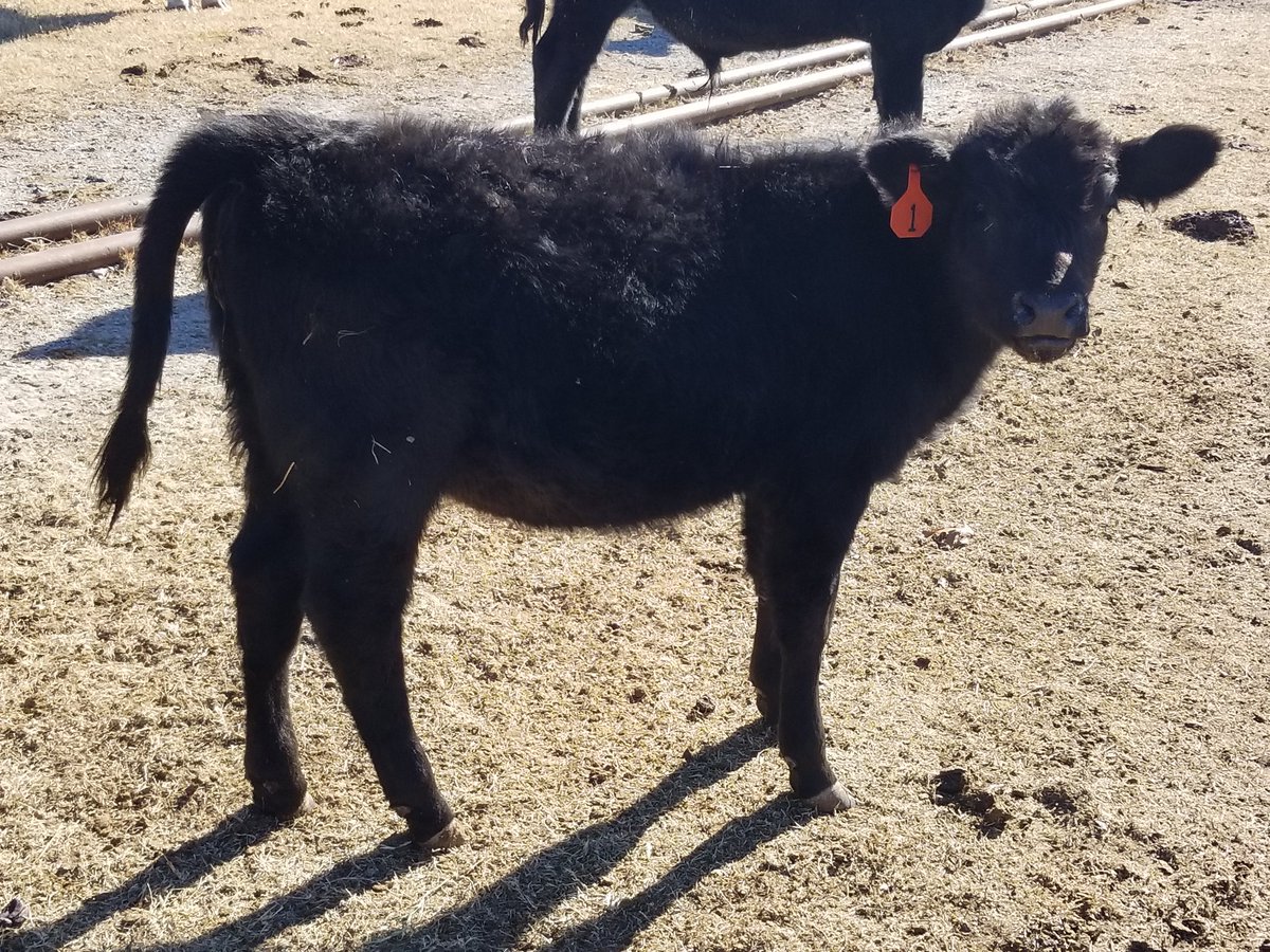 GP3FarmLLC's tweet photo. #angus #Farming #GP3FARMLLC #cattle https://t.co/LuS18IJzFo