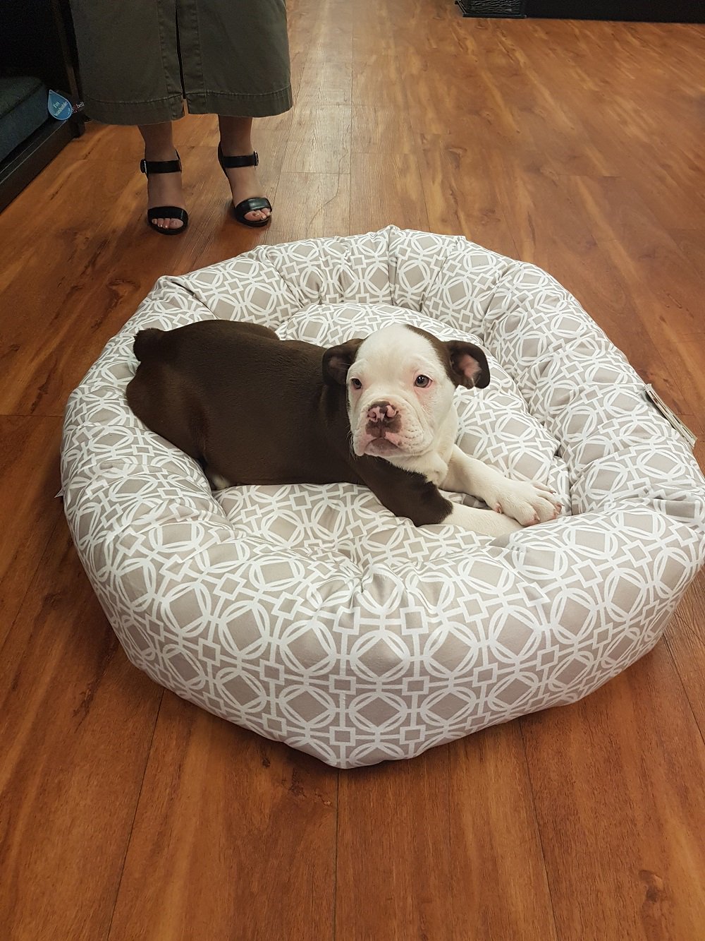 Pet valu dog beds discount