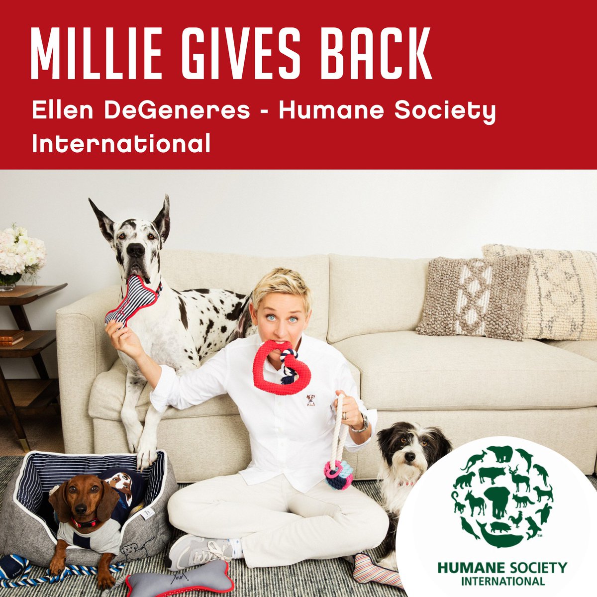 For our annual #BBGivesBack, <a href="/aimcook/">Aimee Cook</a>'s fur-baby Millie  is donating to , inspired by <a href="/TheEllenShow/">The Ellen Show</a>. Here's her story:  ow.ly/v2mT30hfVZT