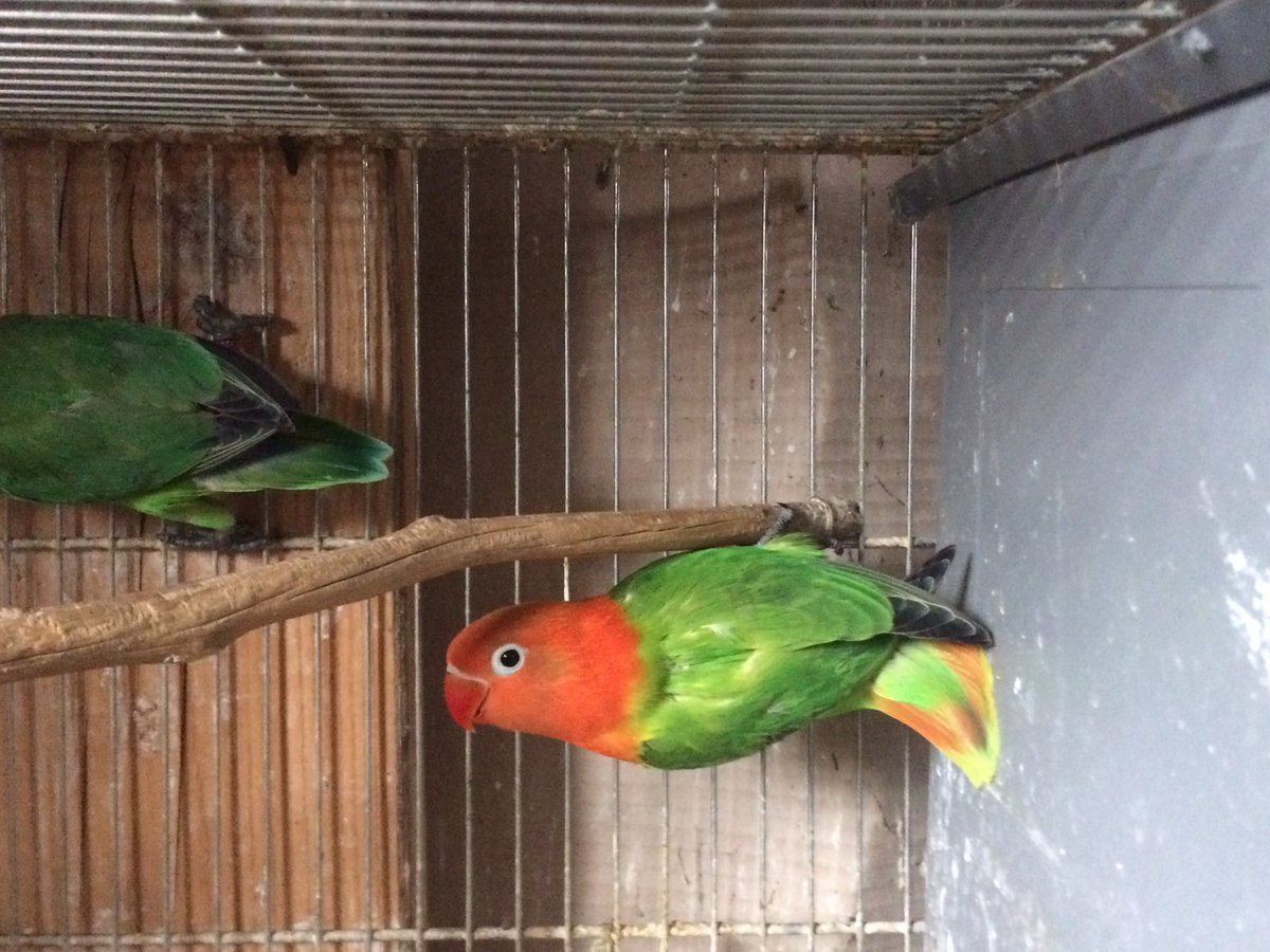 aviarioparman's tweet photo. Primeros opalinos de la temporada!! https://t.co/sSE3A7a3hm
