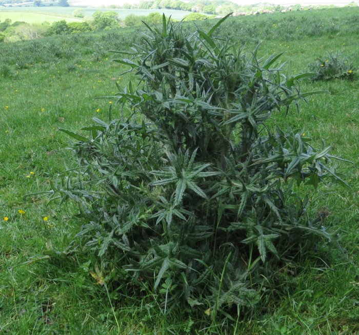 Foraging and cooking thistles, without feeling a prick.....wildplantguide.com/2017/12/16/for…