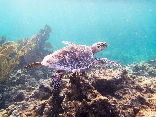 dpreview's tweet photo. Gorgeous photos from @jfsalgado's trip to Puerto Rico this summer with the Olympus TG-5 and Nikon W300 https://t.co/PmPFqz6Ley https://t.co/Jjzd0iSo7l