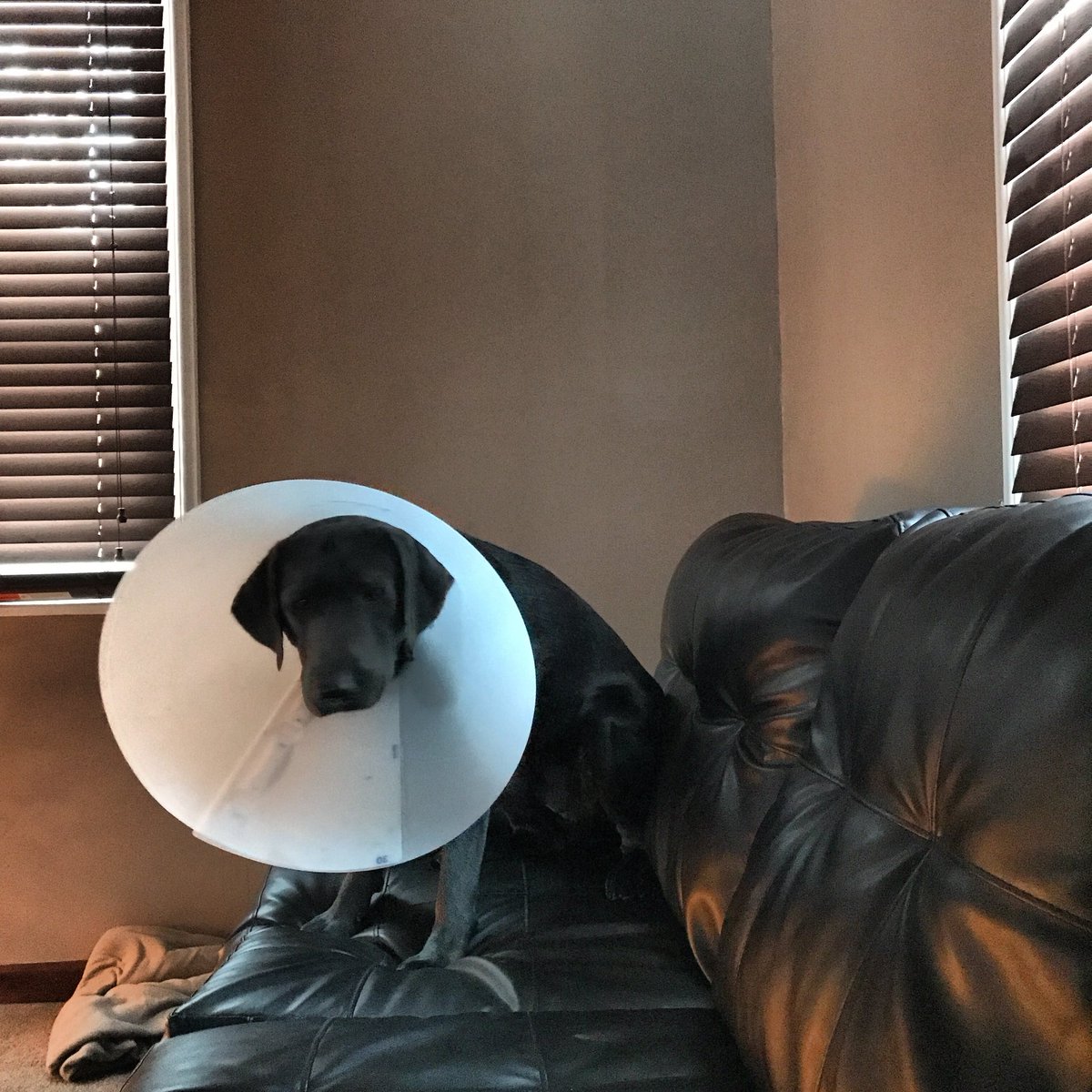 Bradley Osberg (@b_osberg) on Twitter photo Mr. Man is not a fan <a href="/daily_labrador/">Daily Labrador</a> #coneequalscalm #saddog🐾🐾 Mr. Man is not a fan <a href="/daily_labrador/">Daily Labrador</a> #coneequalscalm #saddog🐾🐾