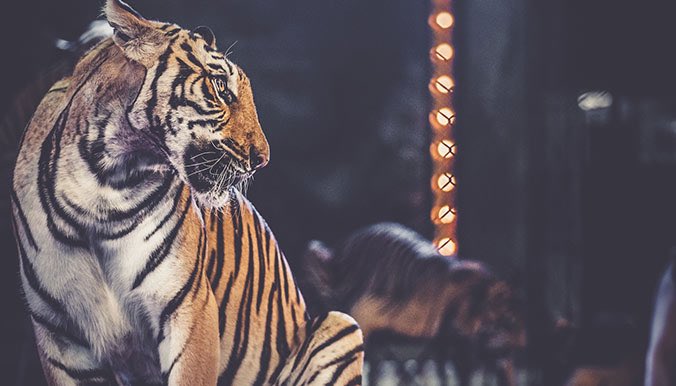 GossipRoomOff's tweet photo. La ville de #Paris a enfin décidé d’interdire la présence d’animaux sauvages dans les cirques. Un grand pas en avant pour la cause animale ! 🐘❤️ https://t.co/VehvD8KGbC