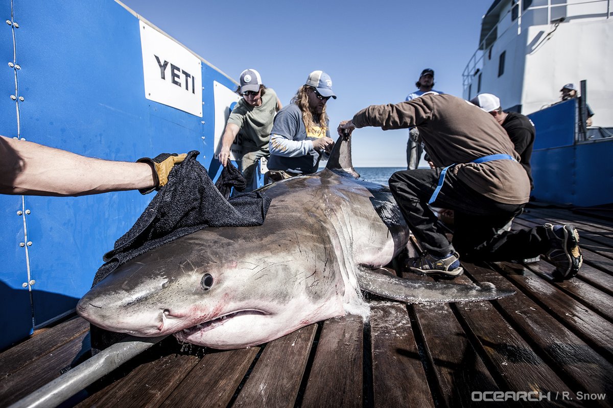 OCEARCH's tweet photo. 12ft 1326lbs white shark 🦈 @HiltonTheShark pings off Wilmington, NC this #saturdaymorning! https://t.co/FzVLC1cy0C https://t.co/ZNcACMtcEz