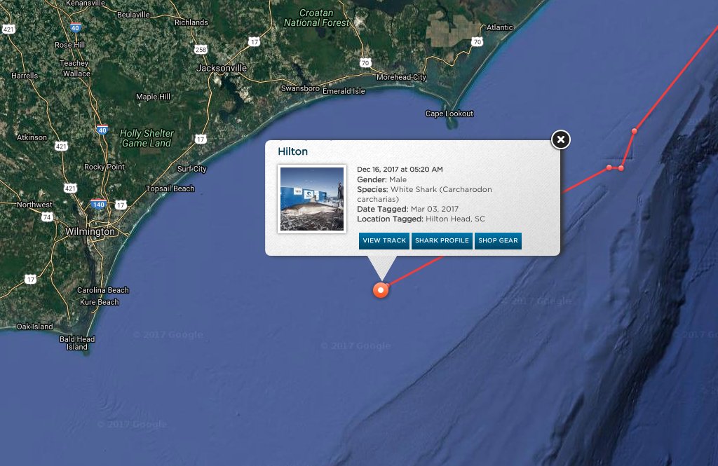 OCEARCH's tweet photo. 12ft 1326lbs white shark 🦈 @HiltonTheShark pings off Wilmington, NC this #saturdaymorning! https://t.co/FzVLC1cy0C https://t.co/ZNcACMtcEz