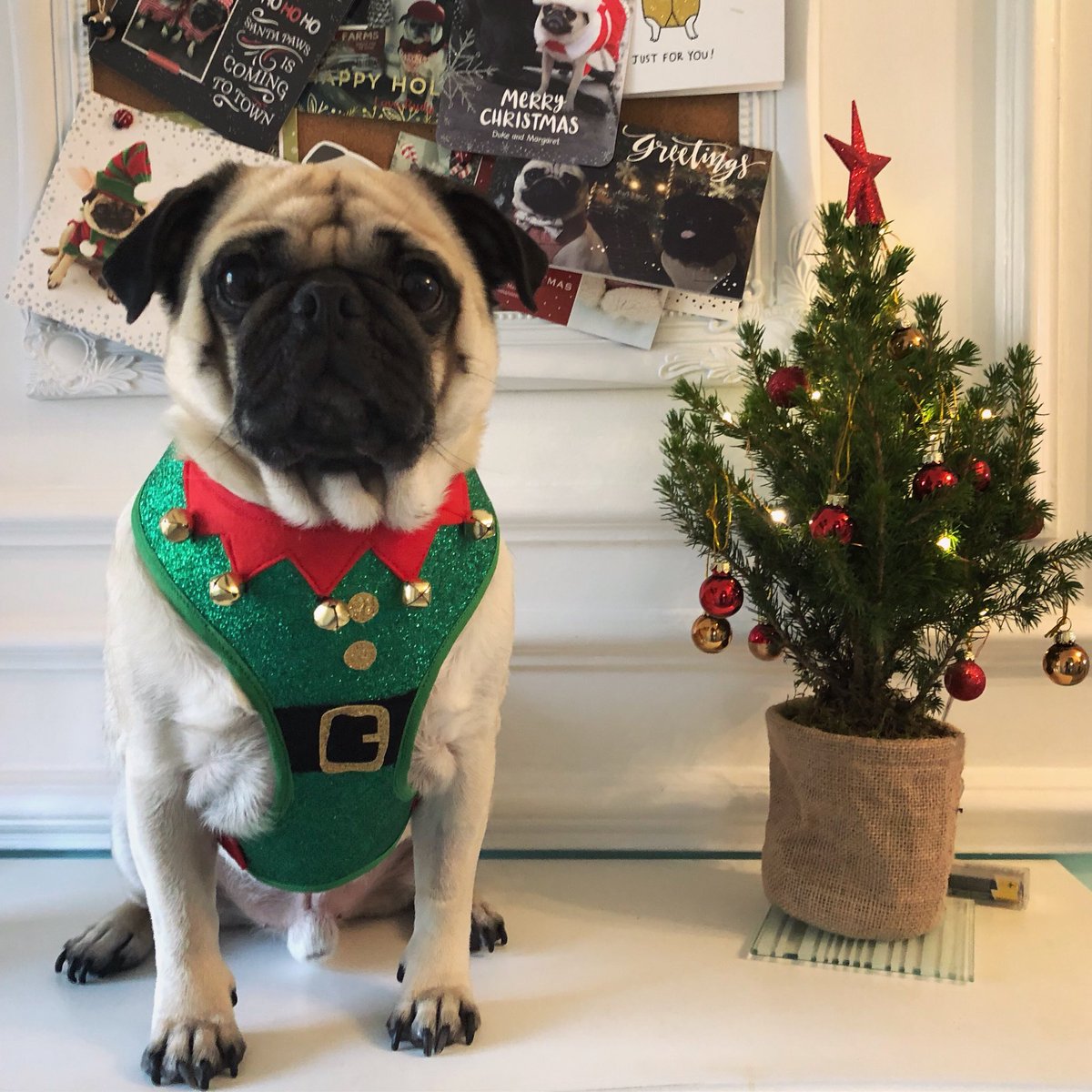 Poochusir's tweet photo. Elfie ready for tomorrow’s pop up pug cafe! ❤️ #poochusir #pug #lovepug #christmas #christmasfun #puglove https://t.co/oYd15Es2Cy