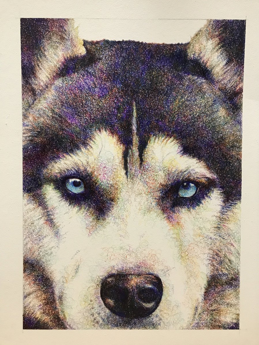 Keith Kimiaki Suzuki Siberian Husky Color Ballpointpen 210mm 297mm ボールペン イラスト Siberian Husky Dog シベリアンハスキー 犬のイラスト ボールペン画 ボールペンイラスト T Co 0wjygkk9cf