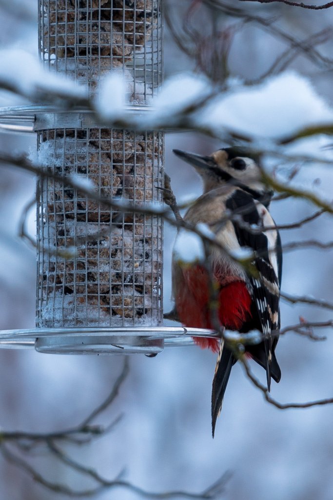 Wintergäste am Futterhaus schobinger.org/2017/12/16/win…