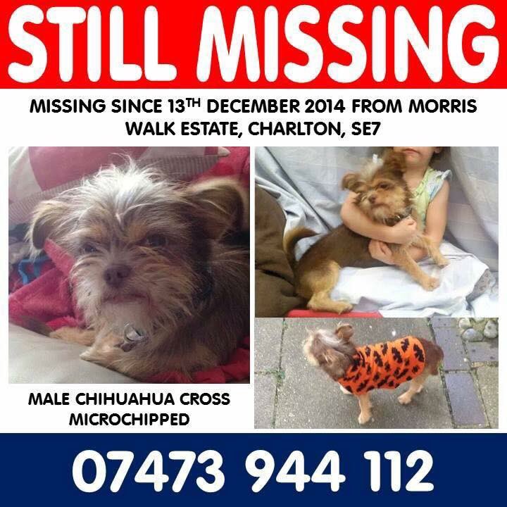 LisaLisaw1's tweet photo. All I want for #Christmas is to be home... I miss my family #FindRolo #MissingDog 13.12.14 #Charlton #Greenwich #London SE7 🎄⛄️ https://t.co/2JBsLJmj1m
