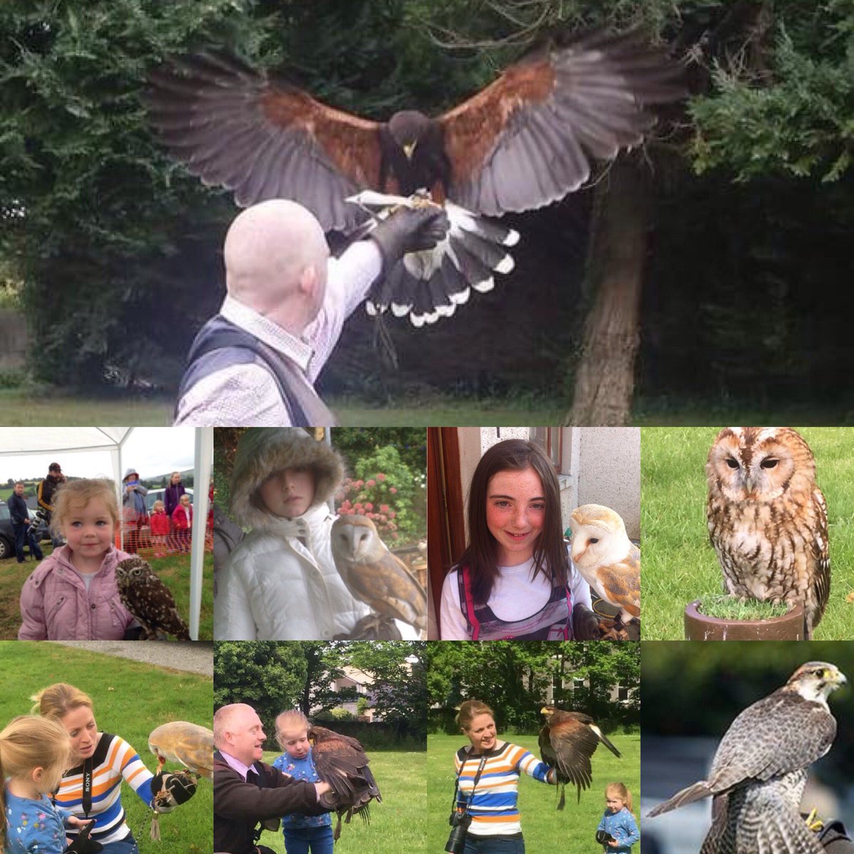 ecfalconry's tweet photo. Gift cards available for all our falconry experiences.
https://t.co/uVIE0rf5QF               #hawkwalks #falconry #family #wicklow #events #hotels https://t.co/guZ4CQ6TLv