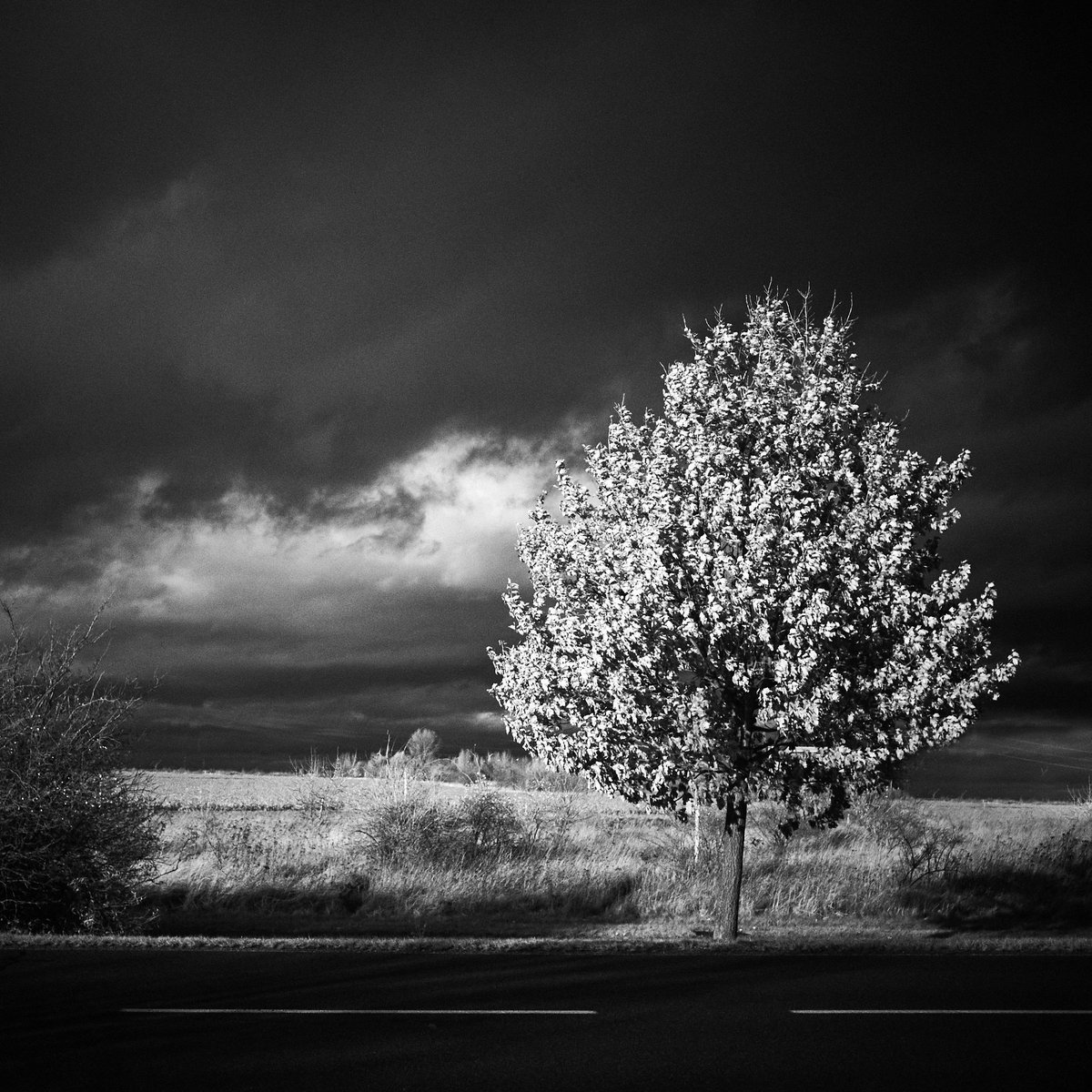 afr_photo's tweet photo. Another #infared #photo. Took this image a couple of days ago with my @FujifilmEU #XT2 and the #23mmWR #lens.
#Photography #infaredphotography #filter #workway #beauty #blackandwhite https://t.co/YSYIIABHM8