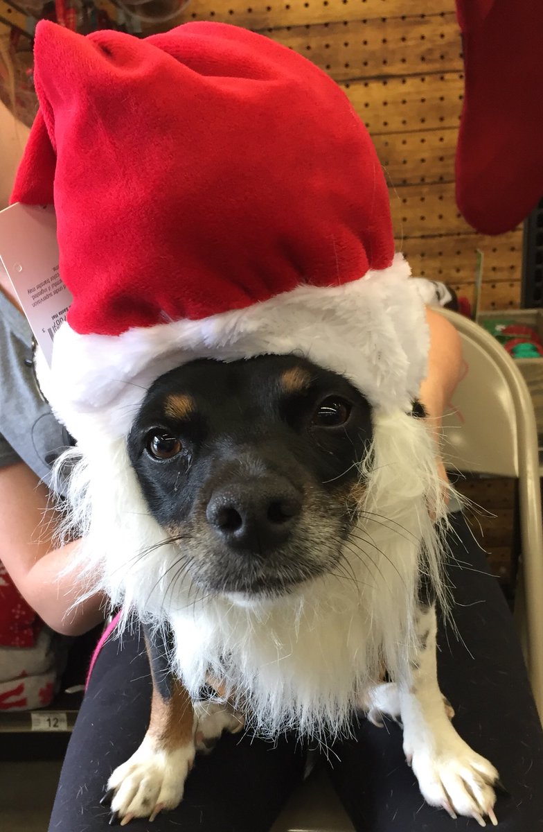 Photos with Santa 1-4p &amp; YelpBR pups available for adoption 12-3p, Petco, 3535 Perkins Rd, today!