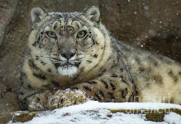 SidecarBookings's tweet photo. New artwork for sale! - "Snowy Stare" - https://t.co/nmJguEtXSk @fineartamerica https://t.co/pvMsjwmHxO