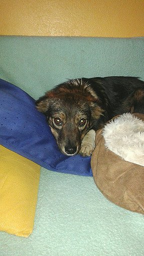 bidtosaveastray's tweet image. With more than 1k rescue pets to care for, we can't afford to be shy about asking for help. Thank you to old friends and new. Your support makes all the difference to Wonderland #Targoviste #Dogs #AdoptDontShop