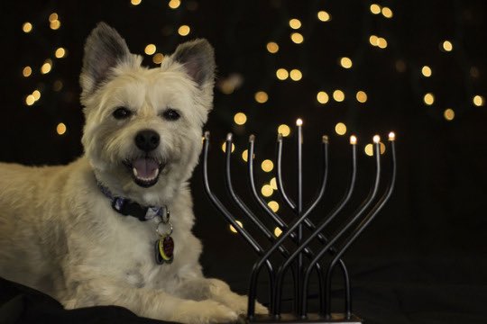 EveryWordDog's tweet photo. hanukkah dog https://t.co/yvmNQ7NR59