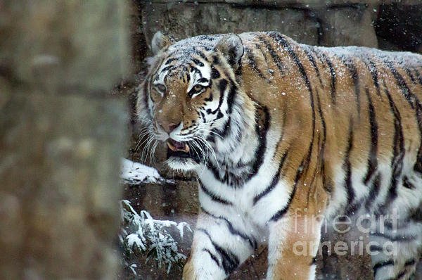 SidecarBookings's tweet photo. New artwork for sale! - "Tiger" - https://t.co/LkCMZcpVx6 @fineartamerica https://t.co/oX3O1TAMlW