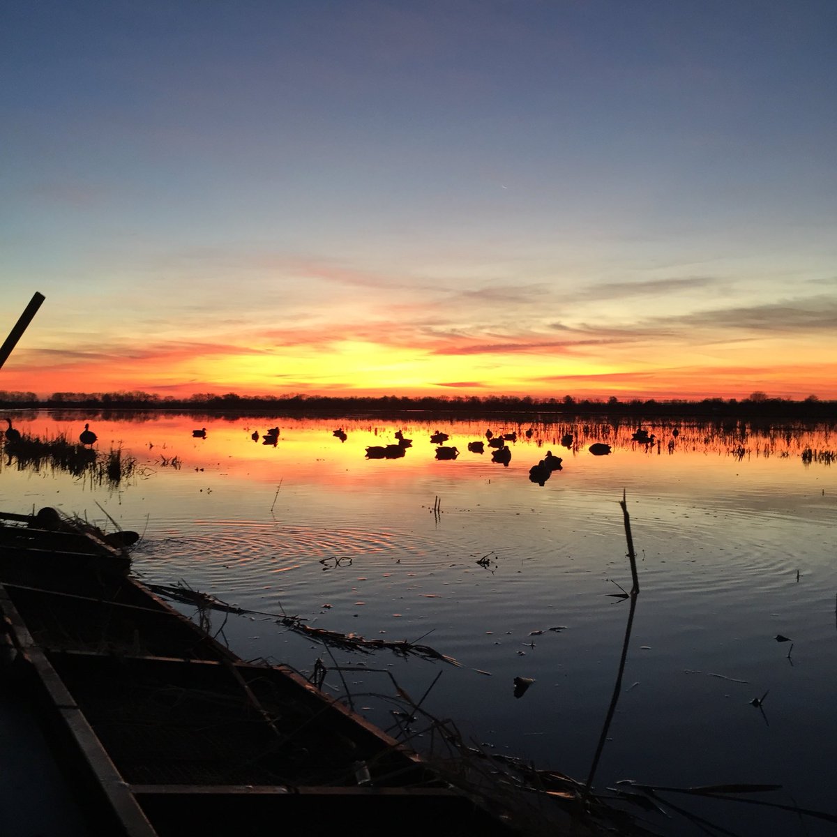 CajunMallard's tweet photo. 5 man Limit by 9am. #louisiana @LockedUp_Calls @jwillhenry @mvpgene @Johnnythebouy @cabotheduckdog @czarofbar @JayReiners @Waterfowler365 @GregGrice063 @CansoDan @mroy62 https://t.co/M8CKS9DqyR