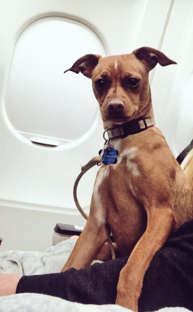 VincentG94's tweet photo. Thanks @JetBlue  for making the flight home for Christmas a great one. #firsttimeflyer 🐕  #coasttocoast https://t.co/YAsZFREfU9