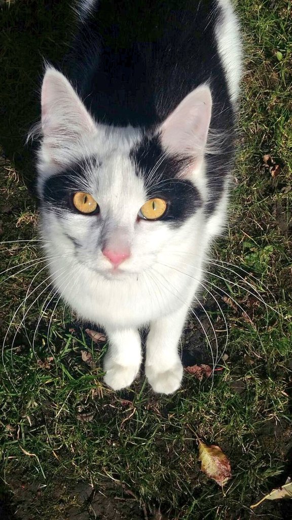 LesterMcNumplet's tweet photo. Ok, this is a secret, but someone has to say it... Paddy may just seem like an ordinary cat, but by night he fights crime in a cape, under the moniker 'The Fantom Feline'!

If you need a crime fighting cat, call @KeighleyCatCare or RT to spread the news!
#HelpingPaddy https://t.co/0BXDlCpcG4