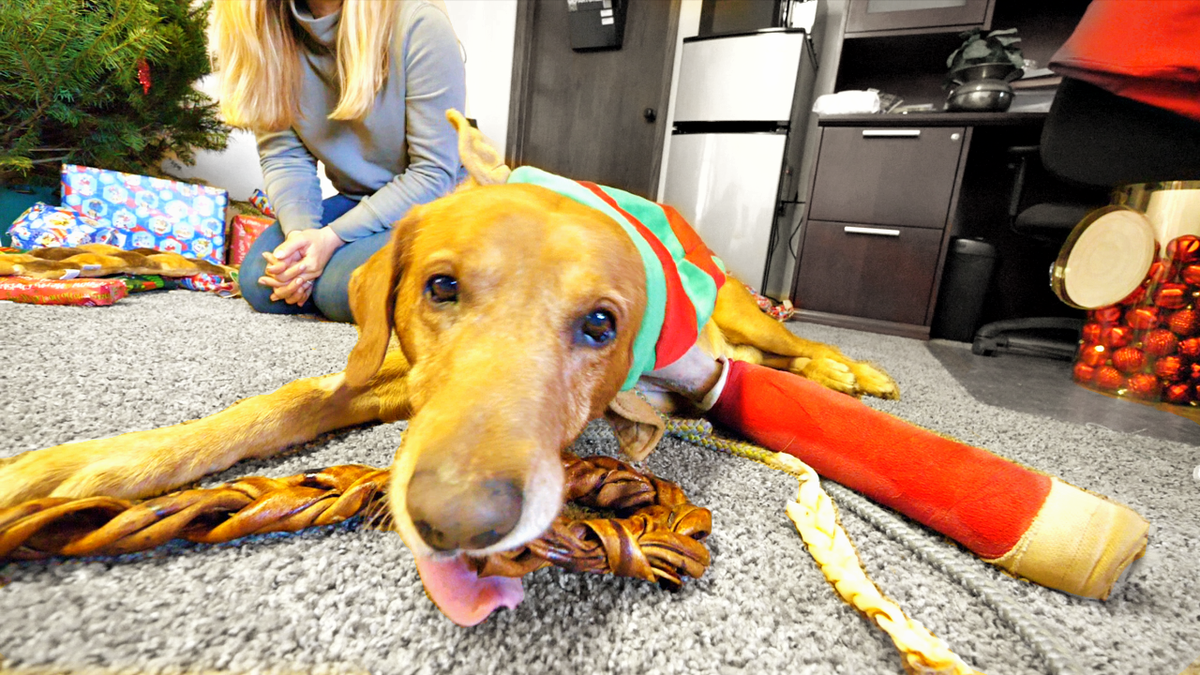 RESCUE DOGS FIRST CHRISTMAS Invites His Friends: tear jerker 🎅🐶🎄Please Retweet  WATCH --> youtu.be/sxi22-ipj08