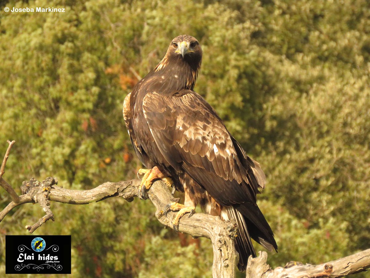 elaietxea's tweet photo. Pareja de águilas reales en los hides de Elai etxea. Pobes (Álava/Araba)
Más info. en https://t.co/ApXzDpVG75 o tel 615701487 https://t.co/Jla98zQAgM