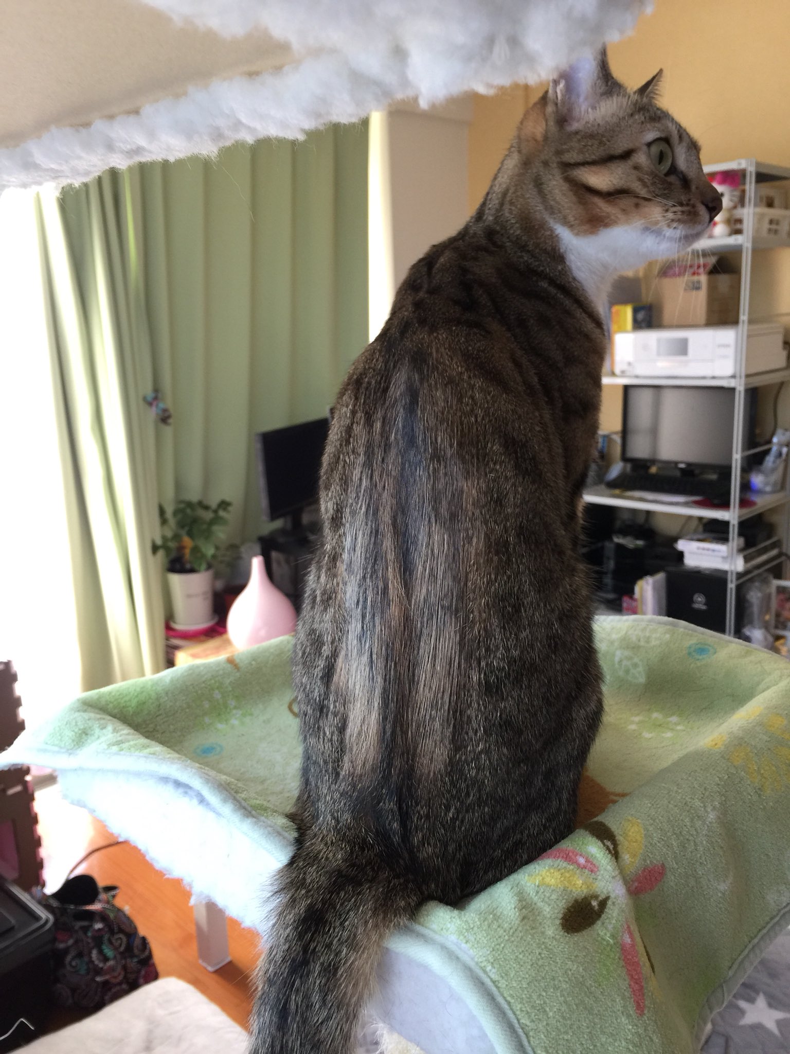 Naru 背中の毛あんまり抜かなくなり 生えてくる毛が追いついてきました ฅ 不安分離 知覚過敏 症で困っている方 ジルケーン7mgと猫のための音楽お試し価値あると思います ただ飼い主にべったり 猫知覚過敏症 猫分離不安 T Naru 背中の毛あんまり抜かなくなり 生えてくる毛が追いついてきました ฅ 不安分離 知覚過敏 症で困っている方 ジルケーン7mgと猫のための音楽お試し価値あると思います ただ飼い主にべったり 猫知覚過敏症 猫分離不安 T