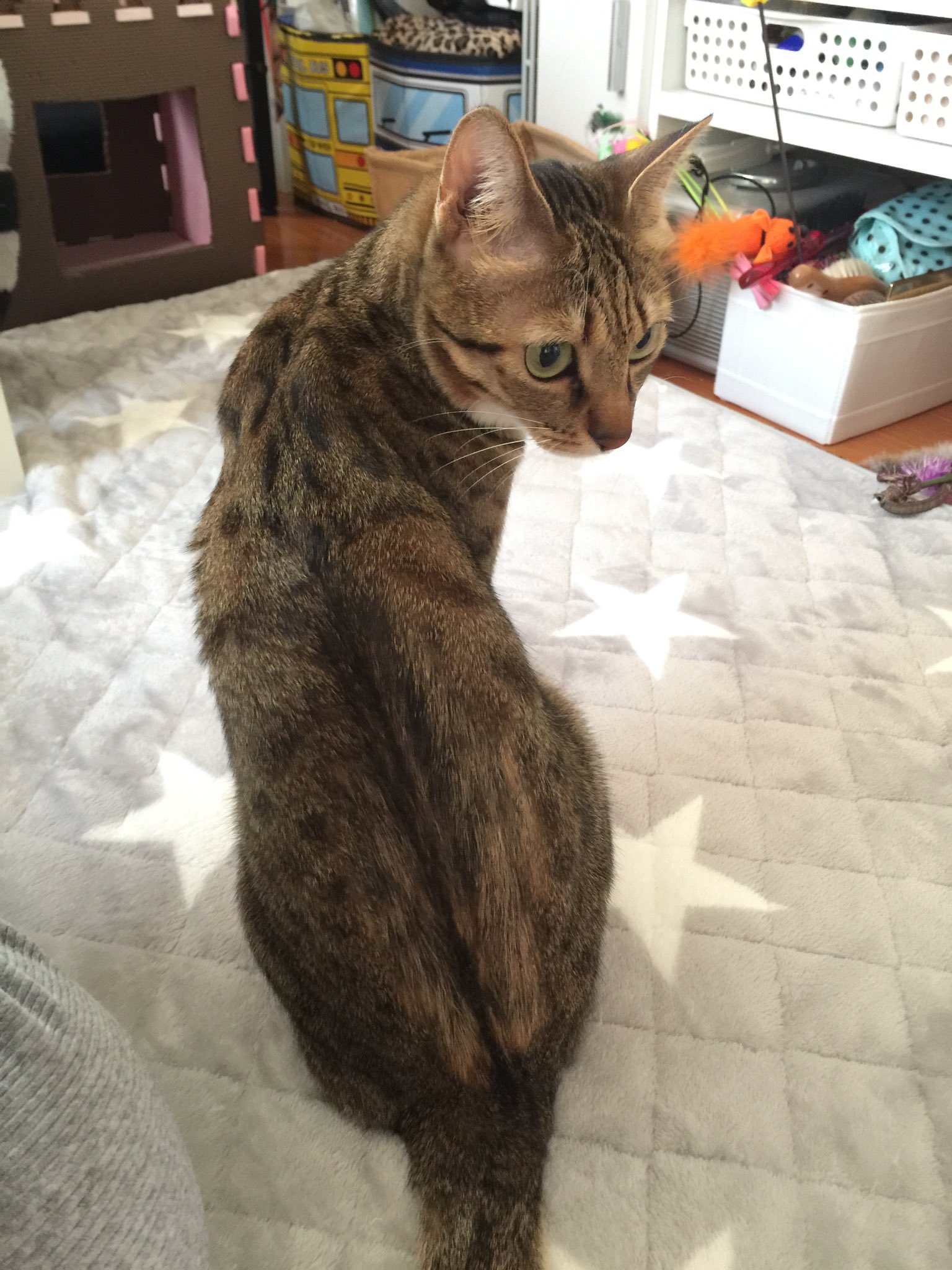 Naru 背中の毛あんまり抜かなくなり 生えてくる毛が追いついてきました ฅ 不安分離 知覚過敏 症で困っている方 ジルケーン7mgと猫のための音楽お試し価値あると思います ただ飼い主にべったり 猫知覚過敏症 猫分離不安 T