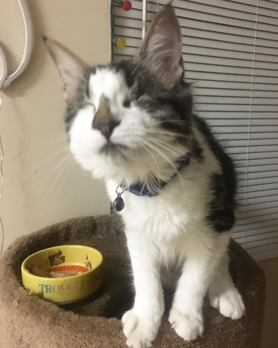 Loot Pets tweet media