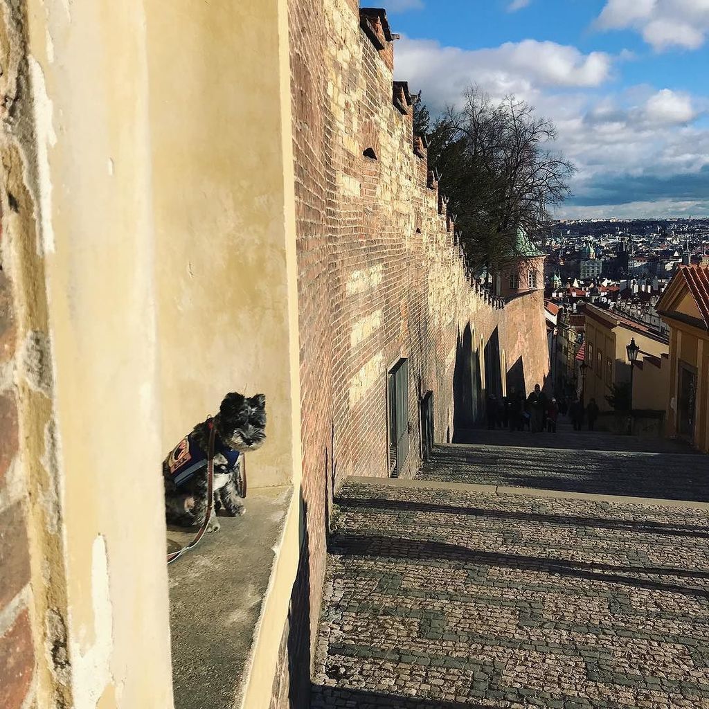 carlagugino's tweet photo. Melville in #Prague #stunning #perfectday #adventure #travel https://t.co/mybHGbm4LM https://t.co/mVhwKZTnjS