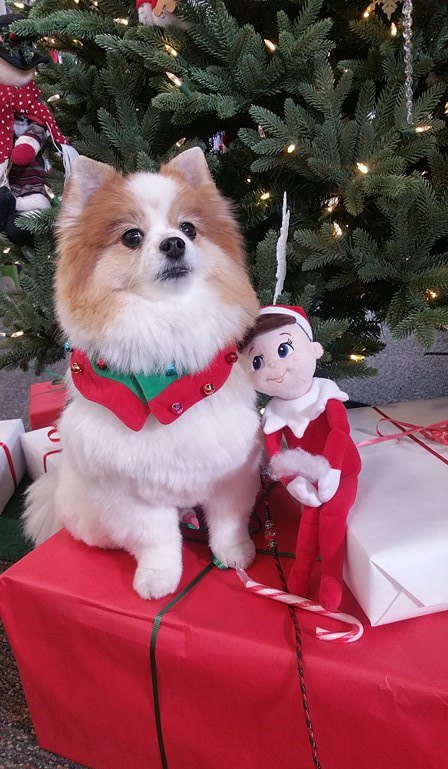 temeculalib's tweet photo. Looks like our #LibraryElf loves Banjo as much as we do!!! #TemeculaLibrary #RCLSTEM #RCLSlibrary #CuteDog #ReadingDog https://t.co/yQo3M4ggeO