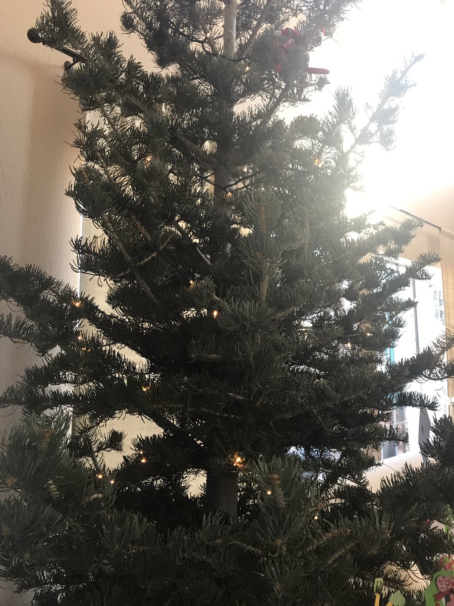 ShellyKOAT's tweet photo. Christmas tree shopping with #abq #nmviews last night! We got a White Concord tree that came from #Mora #NM ๐๐ฒThey said it will do well since it's a local tree used to our climate ! ๐ https://t.co/yWNSikVFVl