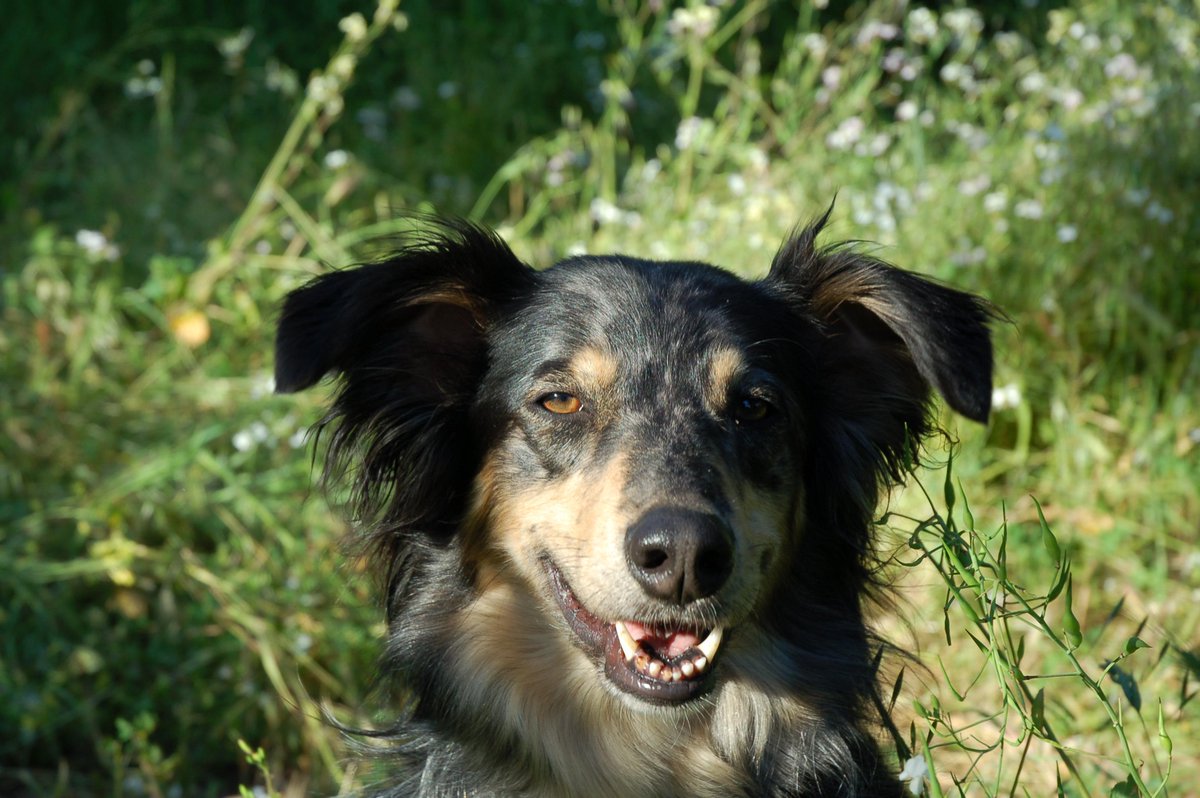 jillrav's tweet photo. Guji is missing in Sebastopol near High School and East Hurlbut.  Please call 494-4742 if you see him https://t.co/ySx7Vq4BFy