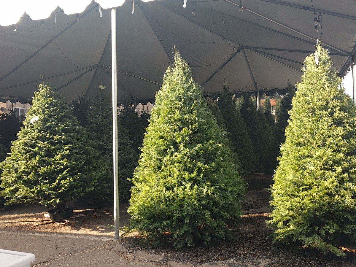 The_B_Company's tweet image. It may be our last weekend, these beauties are selling fast! #NoHo #TreesForKids at First Christian Church of North Hollywood. #nonprofit