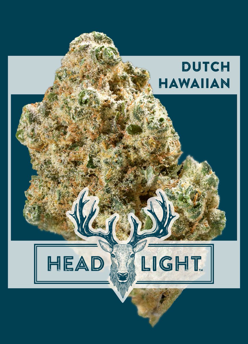 headlight420's tweet photo. Get out of town this weekend with a little Dutch Hawaiian! Where are you spending the Saturday? 🍁 #headlightcannabis https://t.co/YNRaxsMcH4
