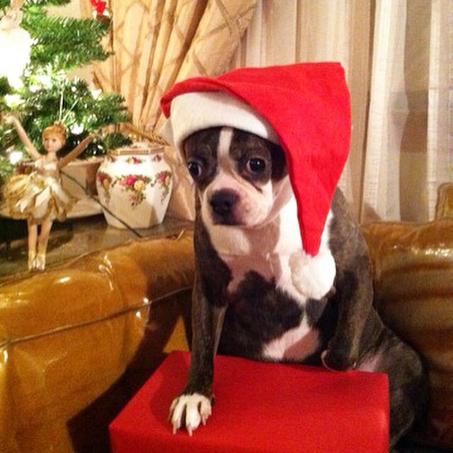lilys813's tweet photo. Happy Holidays! @neimanmarcus #nmholiday #contest :) https://t.co/D4lOn493cm