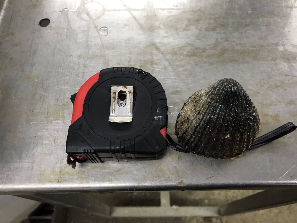 Dorsetshellco's tweet photo. The largest cockle we have ever seen today during harvesting in Poole harbour, she weighed quarter of a kilo! Wonder how old it could be? https://t.co/rNFp0JG2Pq