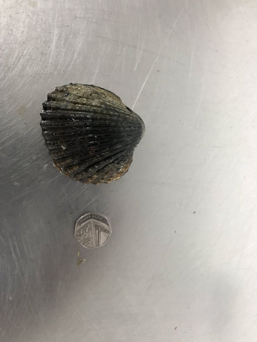 Dorsetshellco's tweet photo. The largest cockle we have ever seen today during harvesting in Poole harbour, she weighed quarter of a kilo! Wonder how old it could be? https://t.co/rNFp0JG2Pq