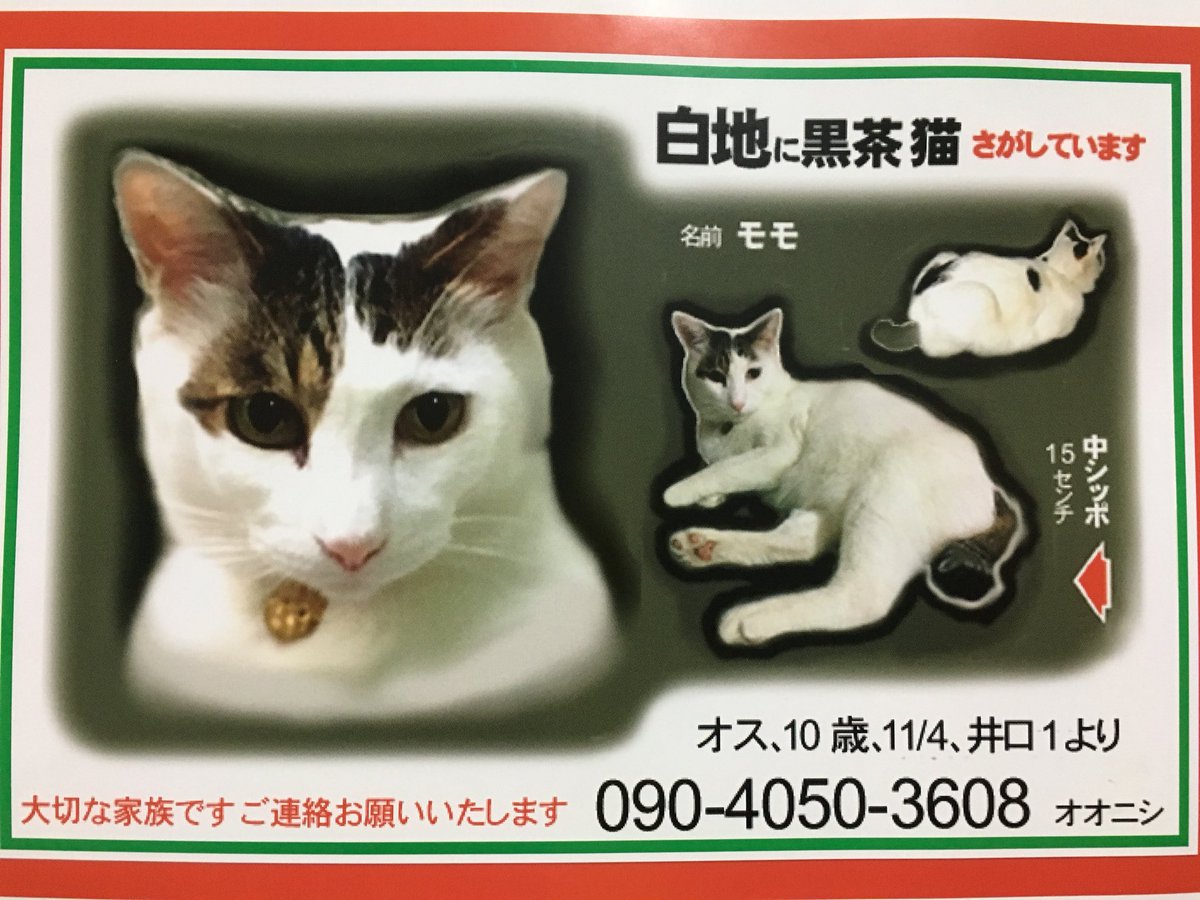東京都の迷子猫ちゃんたち 東京都の迷子猫ちゃんたち