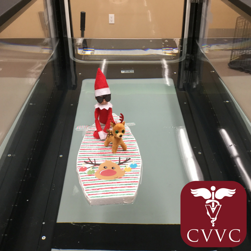 cypressviewvet's tweet photo. Zippy and Tinsel are long boarding in the underwater treadmill! Underwater treadmill therapy offers so many benefits to our pets. Call to book your appointment. #vetelf #elfontheshelf https://t.co/8SFsukryKr
