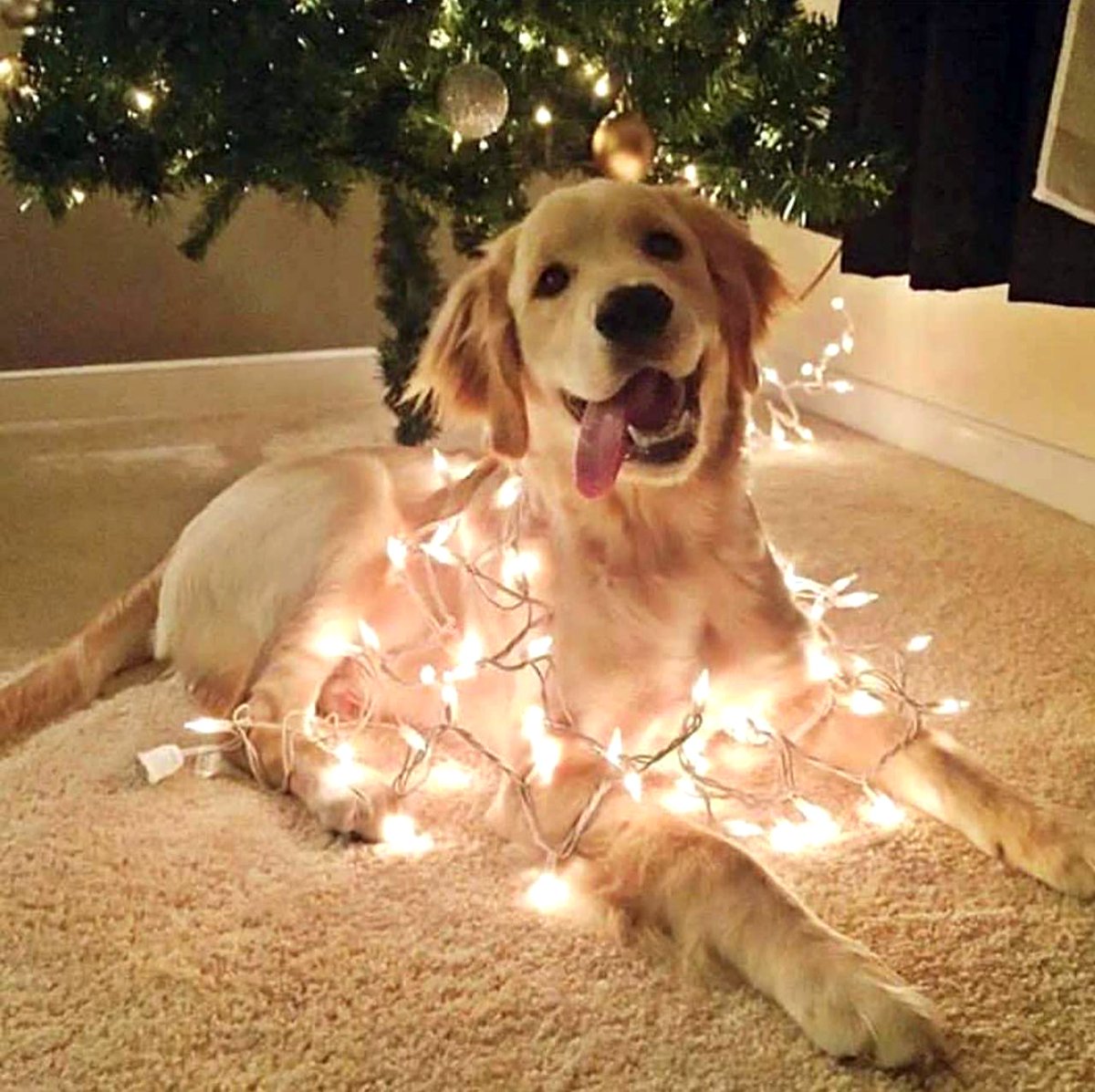Dogsharing_DE's tweet photo. Wenn dich jemand fragt, ob du schon in #Weihnachtsstimmung bist.
#Weihnachtshund #Weihnachtsfeier #GoldenRetriever https://t.co/820hRYWAk0