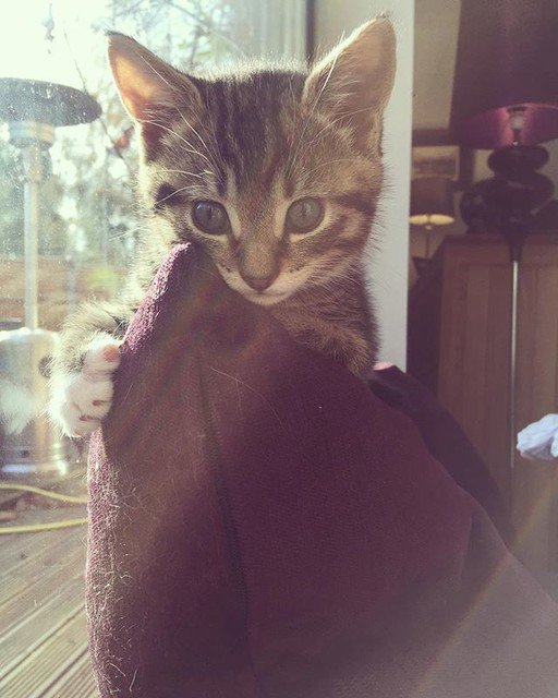 BauToFocus's tweet photo. Reposting @babycattheo:
#bautofocus #animali #4zampe #pets #animalidomestici #cani #gatti #catoftheday #instacats #petsgram #catsagram https://t.co/TVG1Rnn7kg