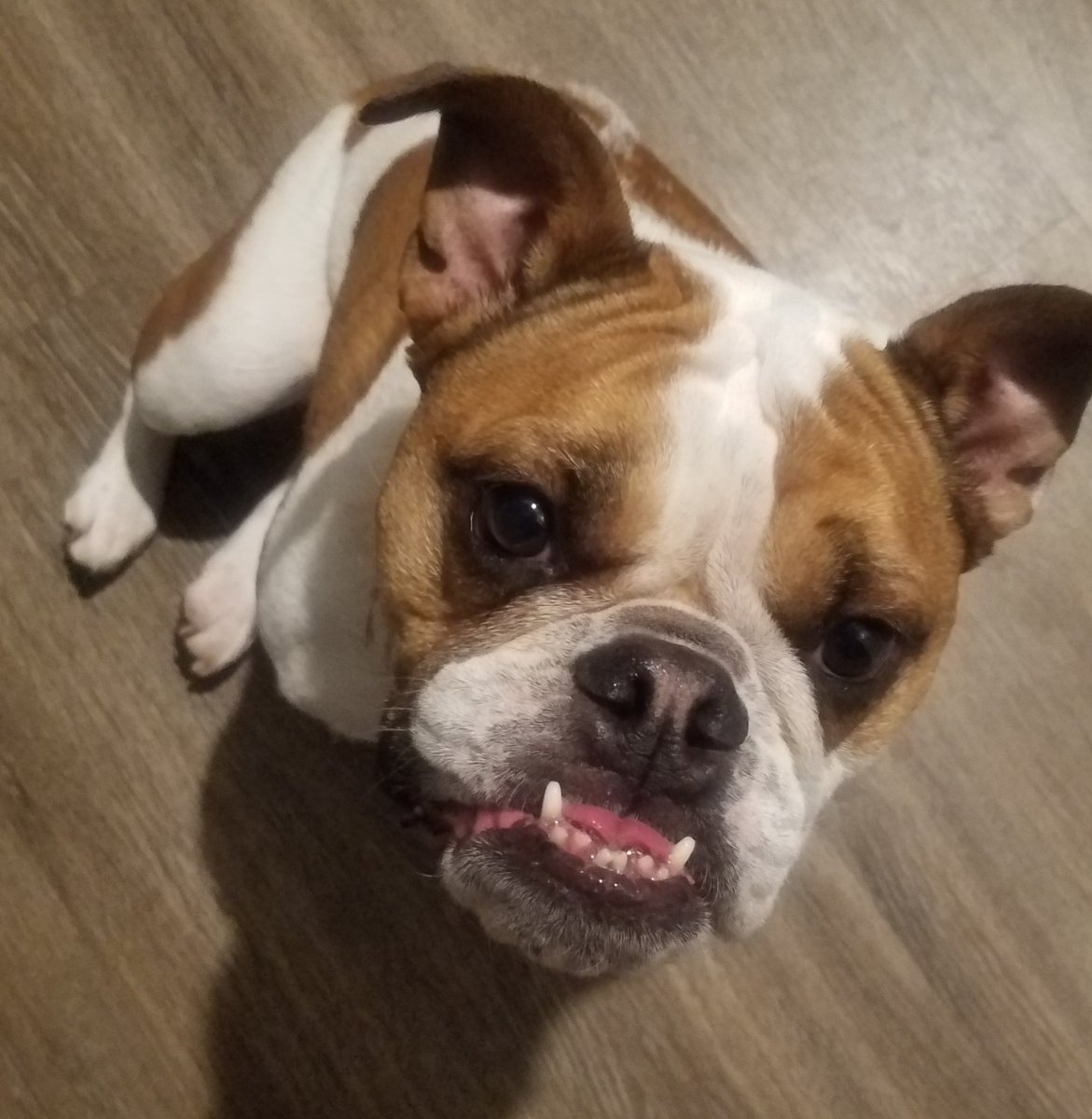 PuppaPaws's tweet photo. https://t.co/e488mfIjx3