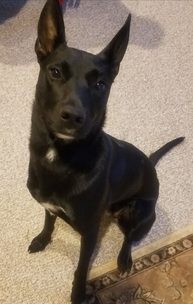 PuppaPaws's tweet photo. https://t.co/9TcDWN6ZQP