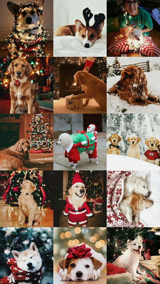 FlowerScreens's tweet image. Christmas Dogs;
•25 rt's to cats
-fav se gostar
-rt se salvar
-print se usar
/Joana