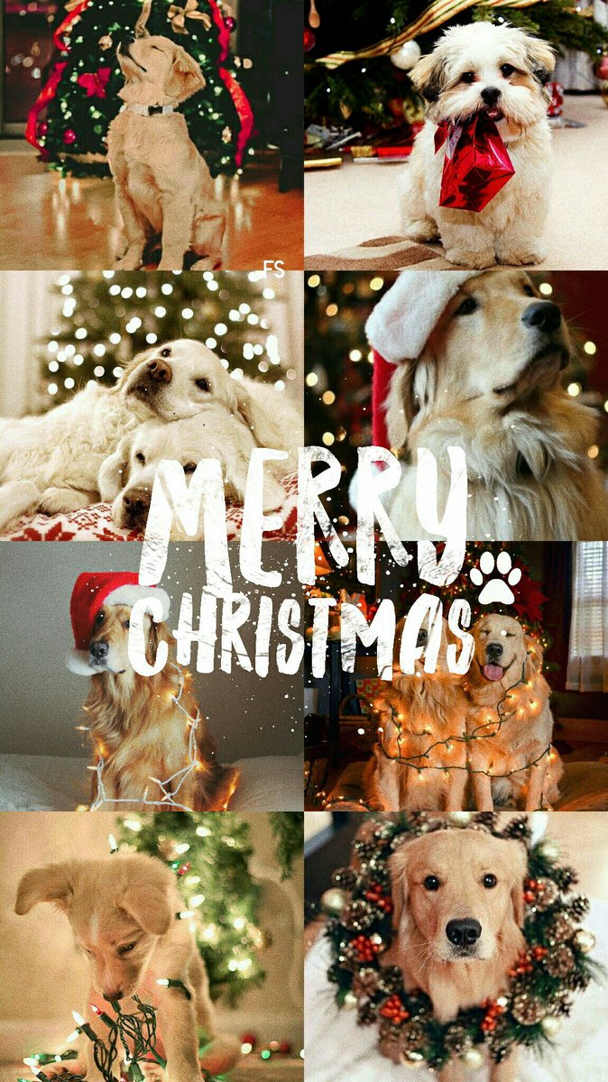 FlowerScreens's tweet image. Christmas Dogs;
•25 rt's to cats
-fav se gostar
-rt se salvar
-print se usar
/Joana