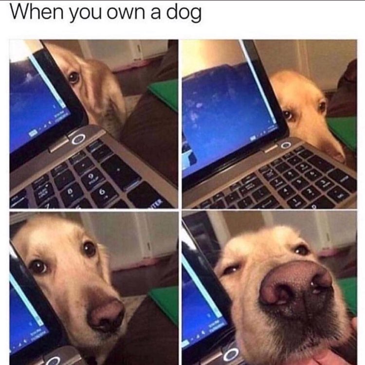 RunRoverFL's tweet image. Dogs are the best!